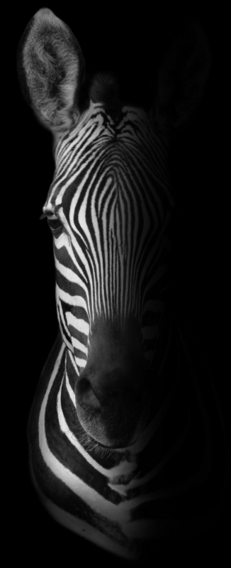 zebra_1